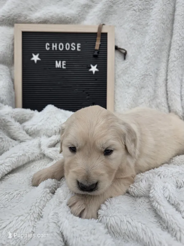 Mr. Brown – Golden Retriever puppy for sale in Chewelah, WA