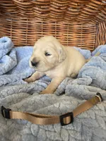 Mr. Brown, a male Golden Retriever for sale in Chewelah, WA – 1 of 4
