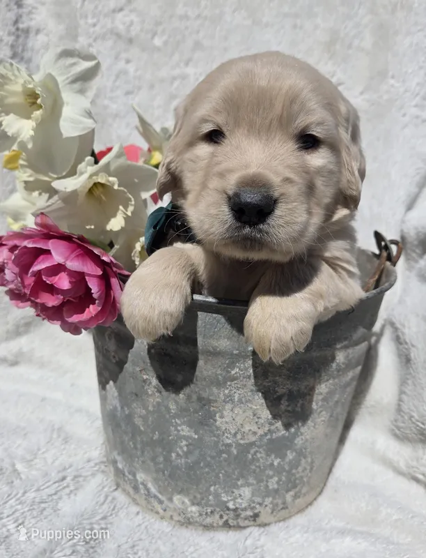 Mr. Green – Golden Retriever puppy on hold in Chewelah, WA