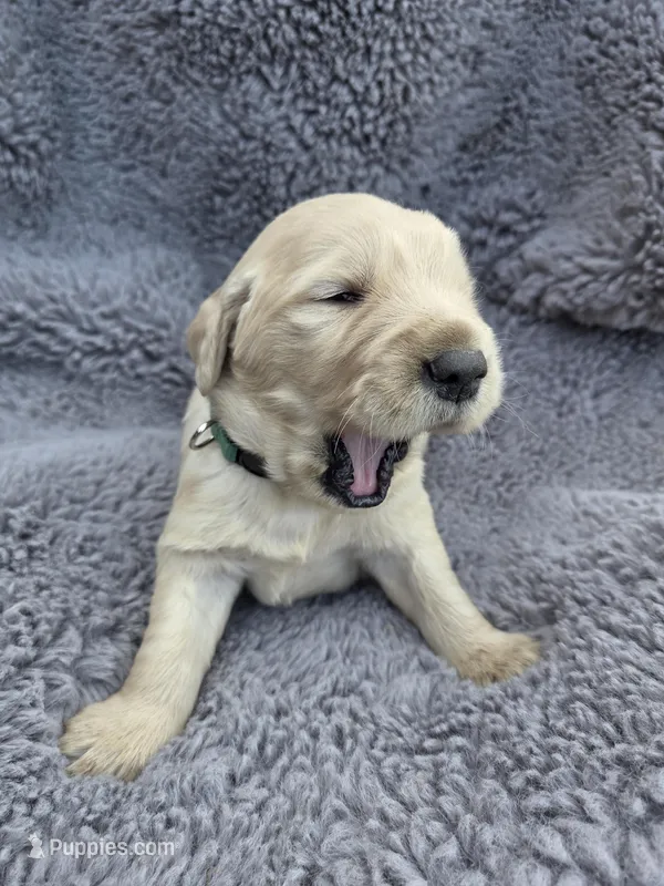 Mr. Green – Golden Retriever puppy for sale in Chewelah, WA