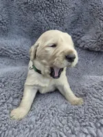 Mr. Green, a male Golden Retriever for sale in Chewelah, WA – Photo 1 of 3