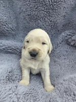Mr. Green, a male Golden Retriever for sale in Chewelah, WA – Photo 2 of 3