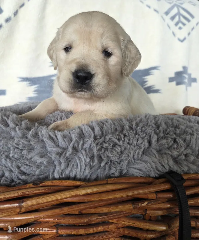 Mr. Black – Golden Retriever puppy for sale in Chewelah, WA