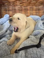 Mr. Black, a male Golden Retriever for sale in Chewelah, WA – 2 of 3