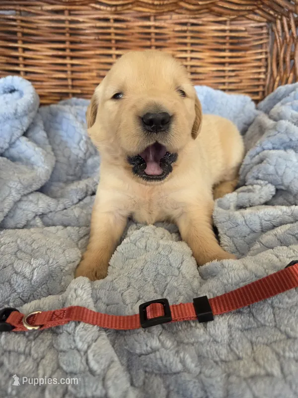Mr. Maroon  – Golden Retriever puppy for sale in Chewelah, WA