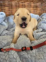 Mr. Maroon , a male Golden Retriever for sale in Chewelah, WA – 1 of 5