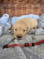 Mr. Maroon , a male Golden Retriever for sale in Chewelah, WA – 3 of 5