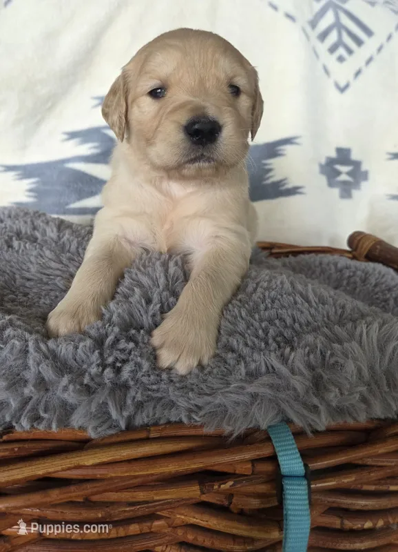 Mr. Light Blue – Golden Retriever puppy for sale in Chewelah, WA