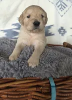 Mr. Light Blue, a male Golden Retriever for sale in Chewelah, WA – 1 of 4