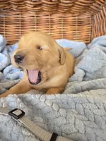 Mr. Gray, a male Golden Retriever for sale in Chewelah, WA – 1 of 5
