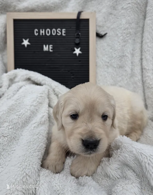 Mr. Black – Golden Retriever puppy for sale in Chewelah, WA