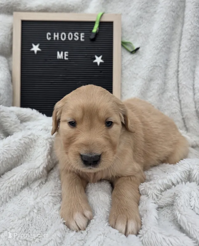 Mr. Lime Green – Golden Retriever puppy for sale in Chewelah, WA