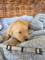 Mr. Gray, a male Golden Retriever for sale in Chewelah, WA – 4 of 5