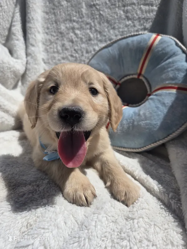 Mr. Light Blue – Golden Retriever puppy for sale in Chewelah, WA