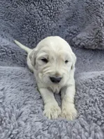 Mr. Blue, a male Golden Retriever for sale in Chewelah, WA – Photo 2 of 3