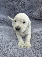 Mr. Blue, a male Golden Retriever for sale in Chewelah, WA – Photo 1 of 3