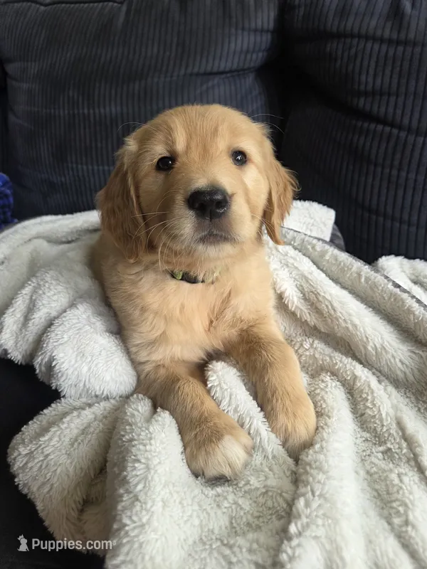 Mr. Lime Green – Golden Retriever puppy for sale in Chewelah, WA