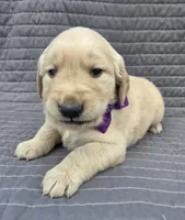 Ms. Purple, a female Golden Retriever for sale in Chewelah, WA – 4 of 5