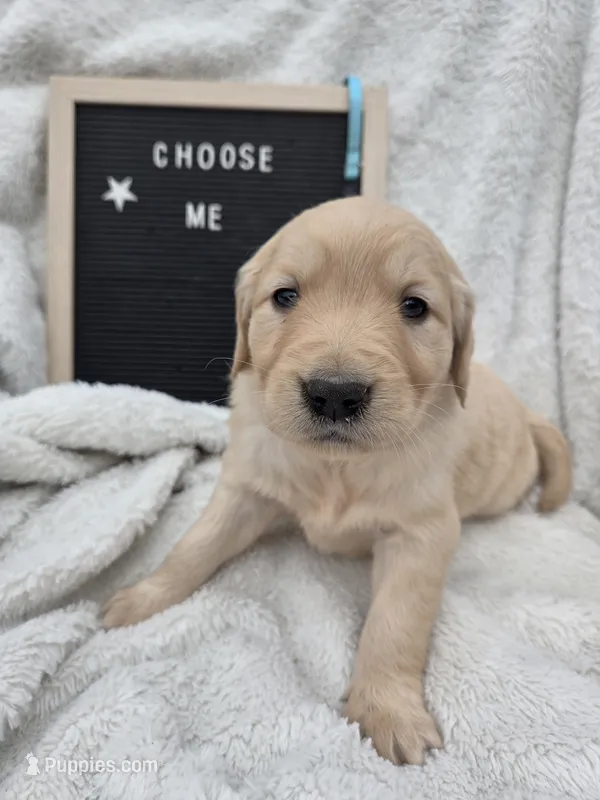 Mr. Light Blue – Golden Retriever puppy for sale in Chewelah, WA