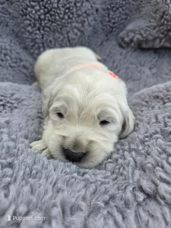 Mr. Orange – Golden Retriever puppy for sale in Chewelah, WA