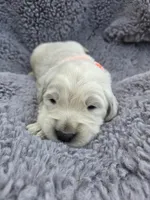 Mr. Orange, a male Golden Retriever for sale in Chewelah, WA – Photo 1 of 5