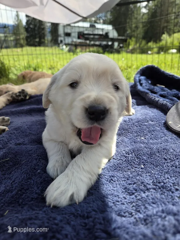 Mr. Orange – Golden Retriever puppy on hold in Chewelah, WA