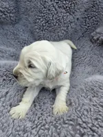 Mr. Orange, a male Golden Retriever for sale in Chewelah, WA – Photo 3 of 5