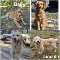 Mr. Orange, a male Golden Retriever for sale in Chewelah, WA – Photo 5 of 5