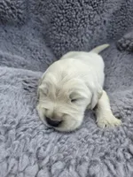 Mr. Orange, a male Golden Retriever for sale in Chewelah, WA – Photo 2 of 5