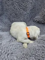 Mr. Orange, a male Golden Retriever for sale in Chewelah, WA – Photo 4 of 5