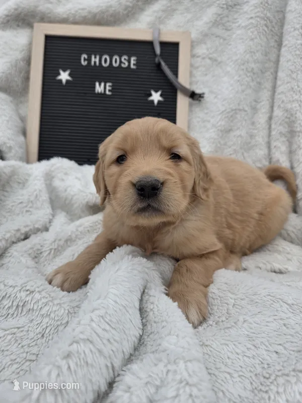Mr. Gray – Golden Retriever puppy for sale in Chewelah, WA