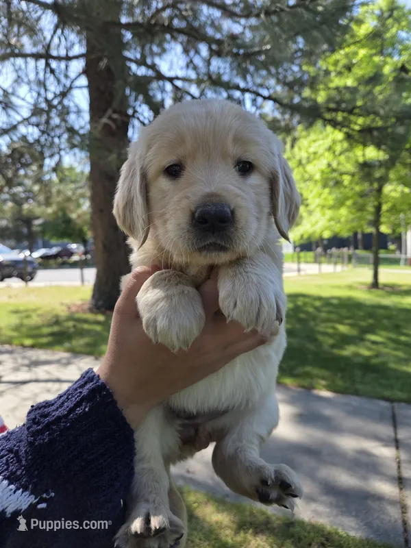 Ms. Purple, a female Golden Retriever for sale in Chewelah, WA – 1 of 5