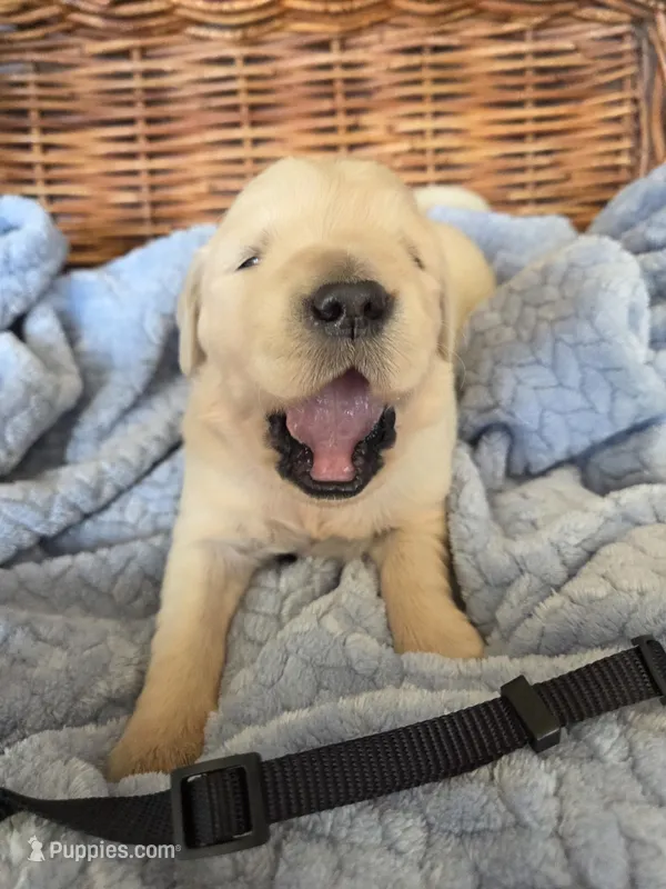 Mr. Black – Golden Retriever puppy for sale in Chewelah, WA