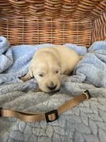 Mr. Brown, a male Golden Retriever for sale in Chewelah, WA – 3 of 4