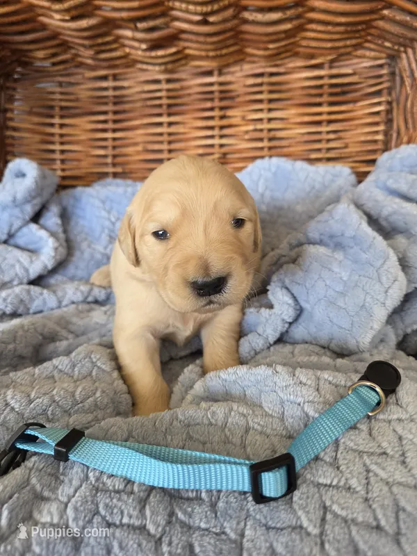 Mr. Teal – Golden Retriever puppy for sale in Chewelah, WA