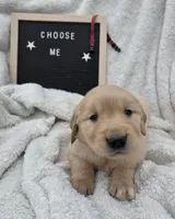 Mr. Maroon , a male Golden Retriever for sale in Chewelah, WA – 2 of 8