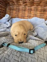 Mr. Teal, a male Golden Retriever for sale in Chewelah, WA – 2 of 3