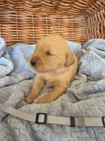Mr. Gray, a male Golden Retriever for sale in Chewelah, WA – 3 of 5