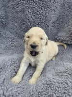 Mr. Yellow, a male Golden Retriever for sale in Chewelah, WA – Photo 4 of 5