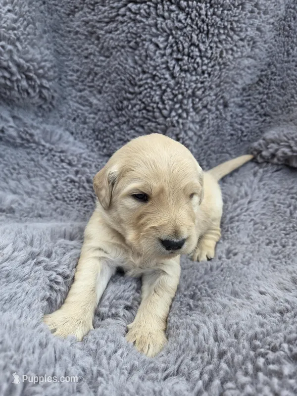 Mr. Yellow – Golden Retriever puppy on hold in Chewelah, WA
