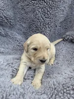 Mr. Yellow, a male Golden Retriever for sale in Chewelah, WA – Photo 1 of 5