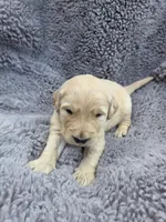 Mr. Yellow, a male Golden Retriever for sale in Chewelah, WA – Photo 2 of 5