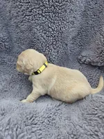 Mr. Yellow, a male Golden Retriever for sale in Chewelah, WA – Photo 3 of 5