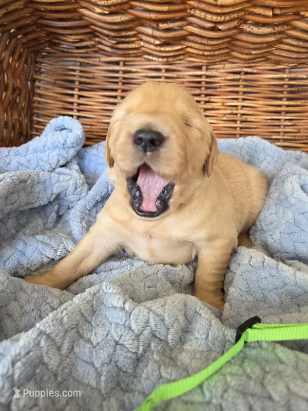 Mr. Lime Green – Golden Retriever puppy for sale in Chewelah, WA