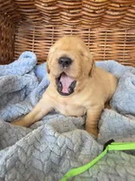 Mr. Lime Green, a male Golden Retriever for sale in Chewelah, WA – 1 of 3