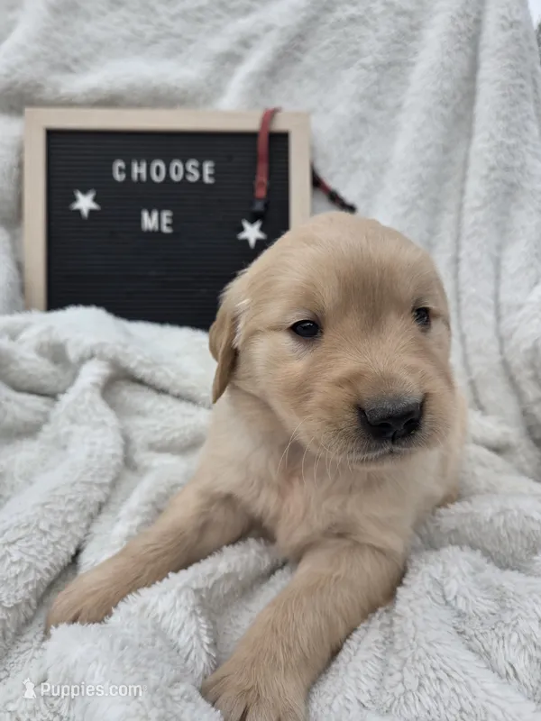 Mr. Maroon  – Golden Retriever puppy for sale in Chewelah, WA