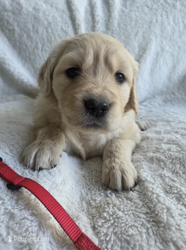 Miss Red – Golden Retriever puppy on hold in Chewelah, WA