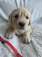 Miss Red, a female Golden Retriever for sale in Chewelah, WA – 1 of 3