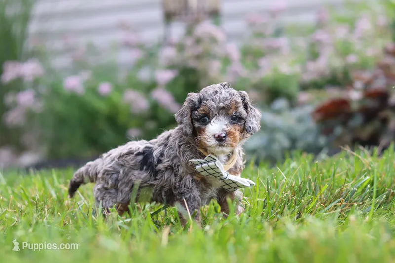 Luka – Cavapoo puppy for sale in Fredericksburg, OH