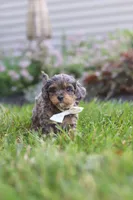 Alfie, a male Cavapoo for sale in Fredericksburg, OH – 7 of 8